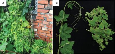 Comparative Genome Analysis of ‘Candidatus Phytoplasma luffae’ Reveals the Influential Roles of Potential Mobile Units in Phytoplasma Evolution